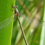 emerald damselfly female